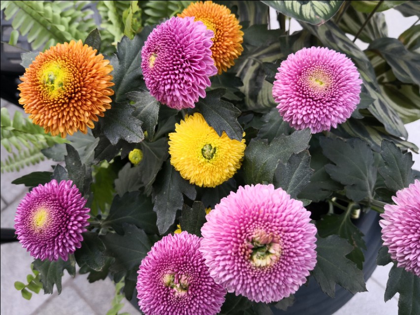 菊花花谢后,修剪掉的枝条千万别浪费了,简单插扦就能变好多盆。