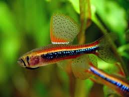 草缸灯鱼专用灯,草缸专用灯防太阳