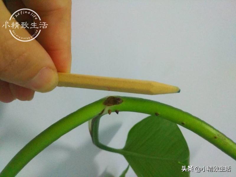 绿萝怎么养成一面墙,怎么让绿萝爬满柱子