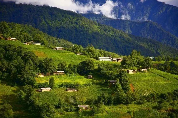 它们冷门，可却是如此幽静美丽