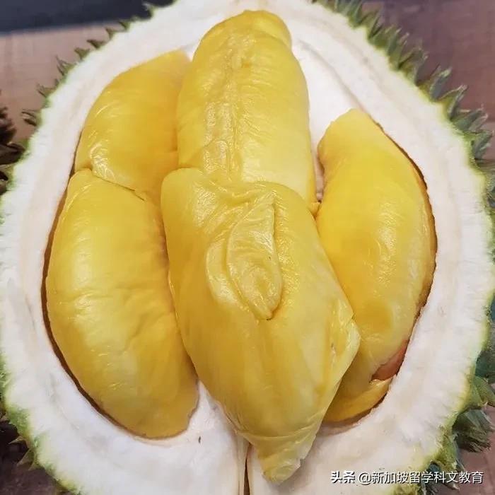 新加坡吃榴莲的季节,来新加坡一定要吃的榴莲