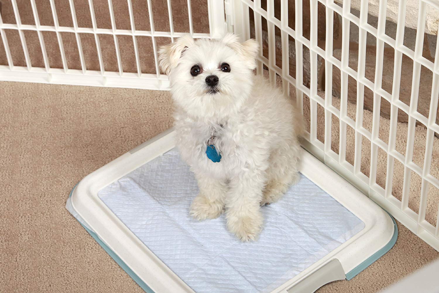 训狗上厕所全套教程,训狗狗定点狗厕所要什么样的