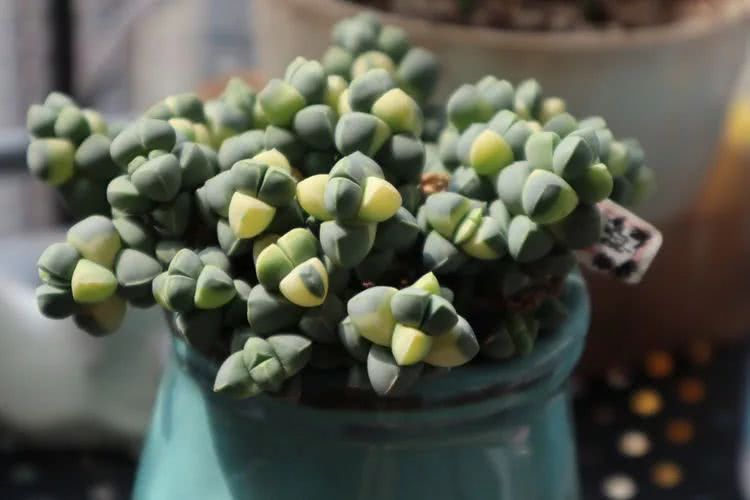 多肉名字怎么记,多肉的品种图片及名字寓意