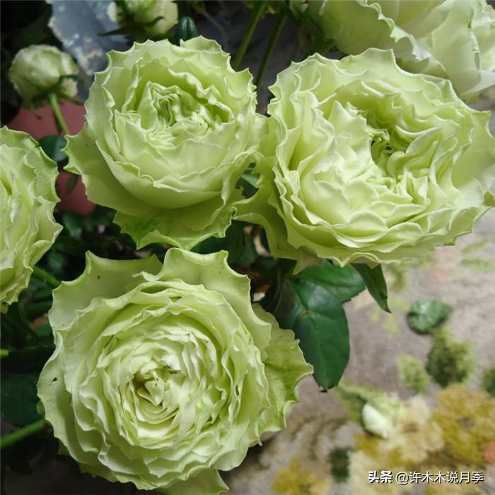 切花大全100种,鲜花大全50种花的花语