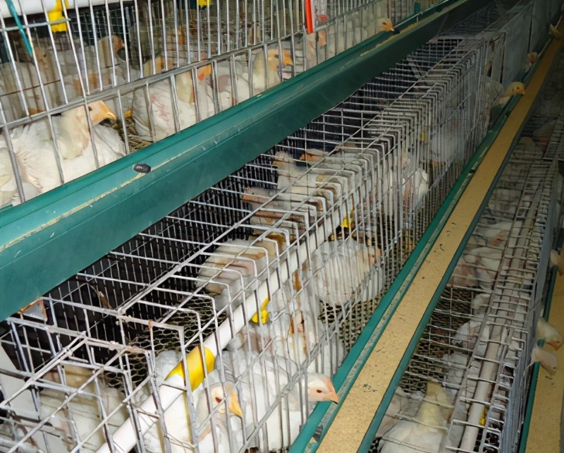 鸡群防疫之后的呼吸道怎么处理,鸡群冷应激会出现呼吸道症状吗