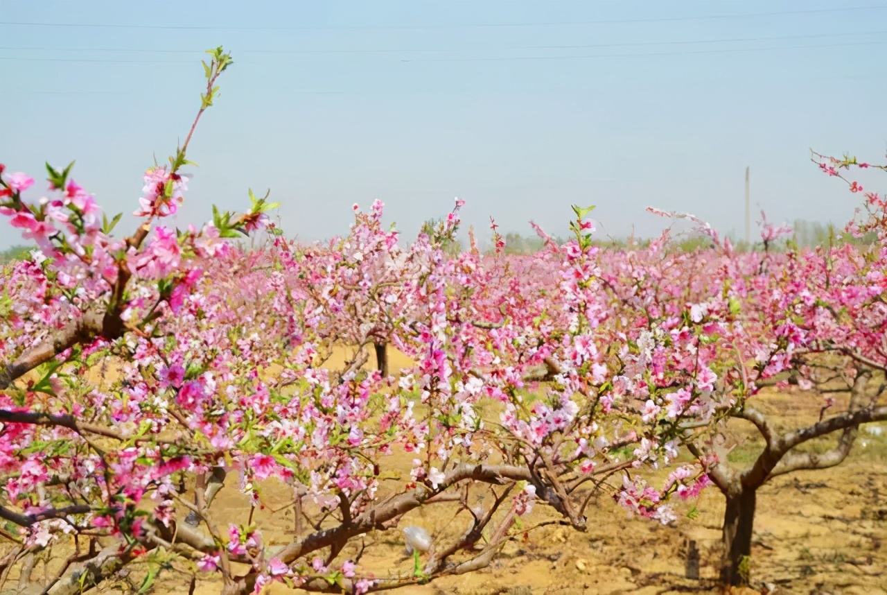 廊坊市赏花踏青第一名,廊坊赏桃花景点