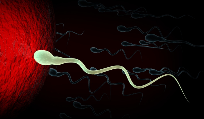 精子和卵子结合为什么闪光,精子和卵子在相遇那一刻就定性了