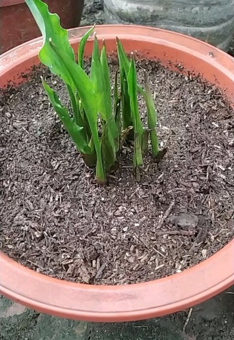 阳台只养一种花全年花开不断,阳台种花只开花不结果