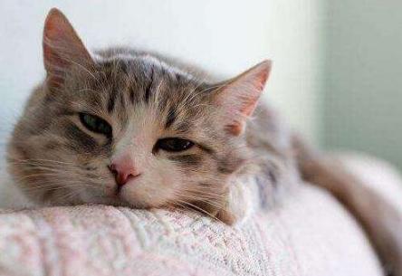 猫的便便有点稀是怎么回事,猫便稀软吃什么药