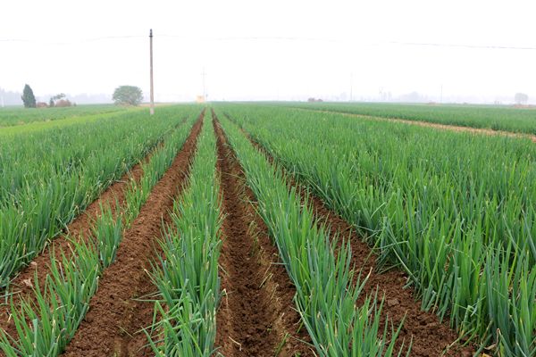 解决大葱重茬最有效的方法,大葱重茬多种病害并发怎么办