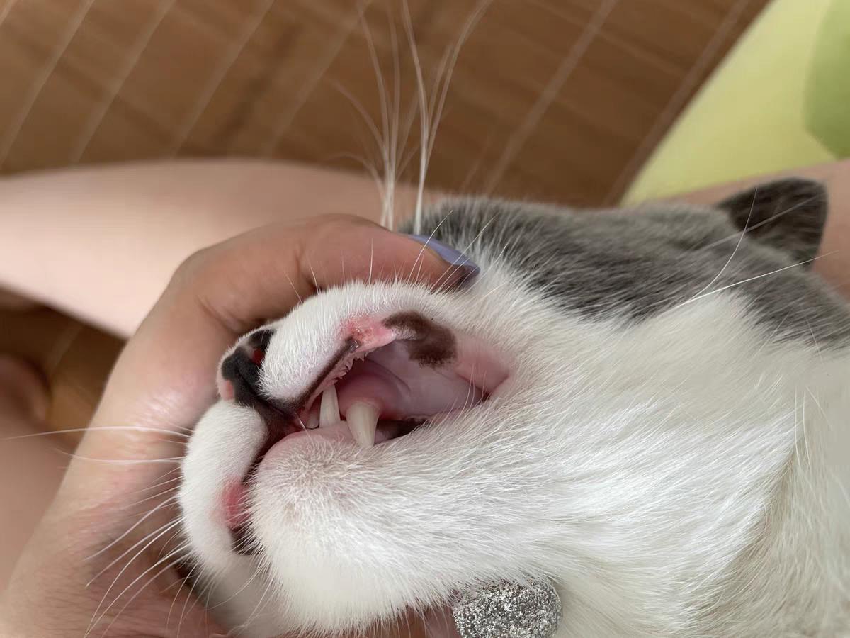 猫咪怎么判断是牙齿的问题,猫咪牙齿问题嘴巴臭