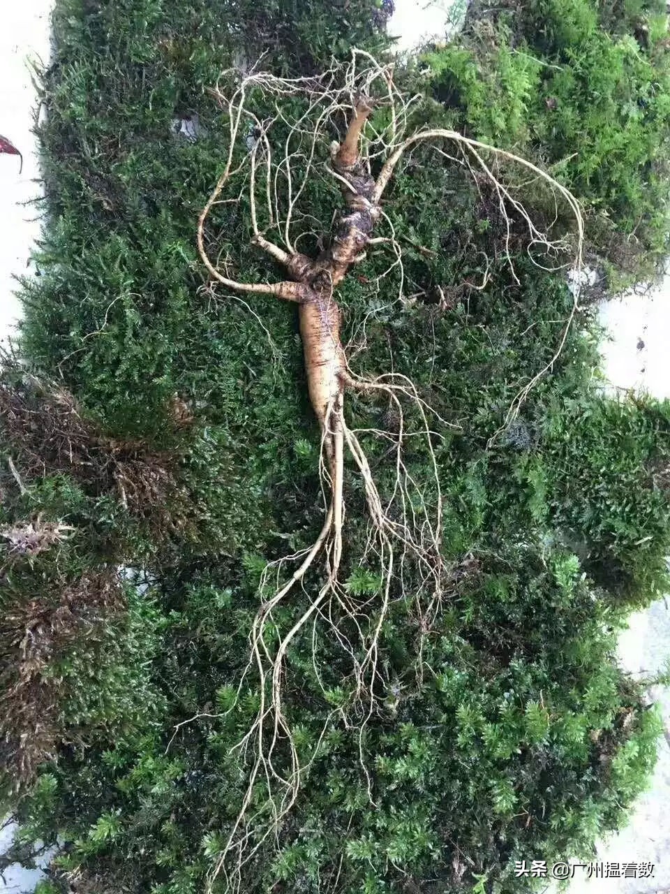 99%的长春人都没吃过的美食,99%的人没吃过的美味