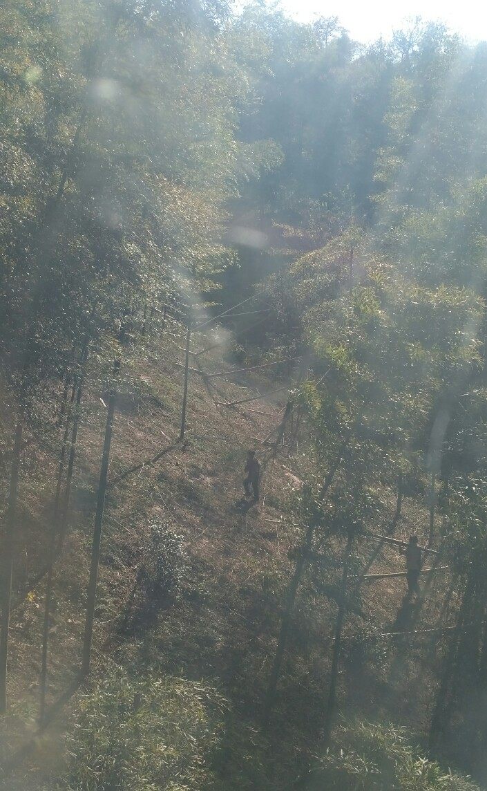 风景秀丽的宜兴竹海,漫步竹林呼吸大自然的清新