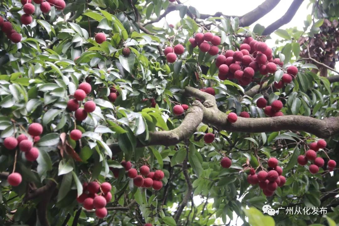 打响广东标准品牌,打响农产品特色品牌