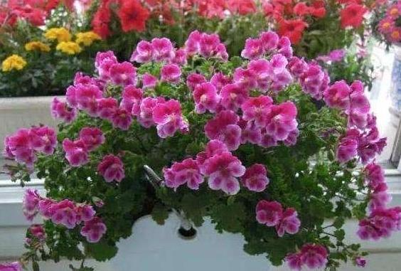 通用营养土养花专用土,蜂窝煤养花怎么处理视频