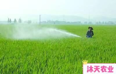 植物维生素b族,维生素d植物有哪些