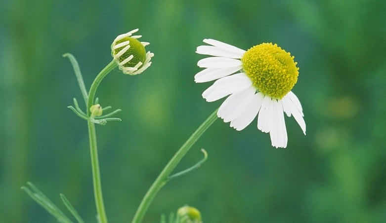 德国洋甘菊精油助眠,洋甘菊精油修护面膜