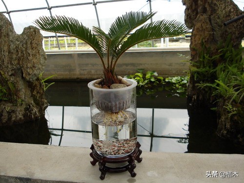 水培植物养殖方法和注意事项,办公室水培植物推荐