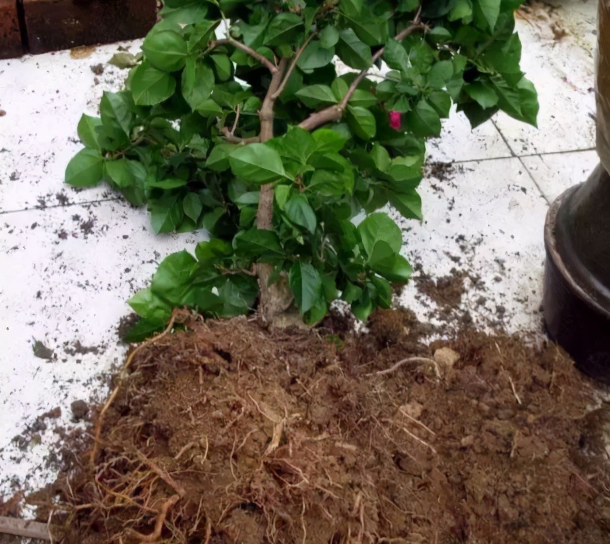 旧土翻新重新利用,如何改造旧土