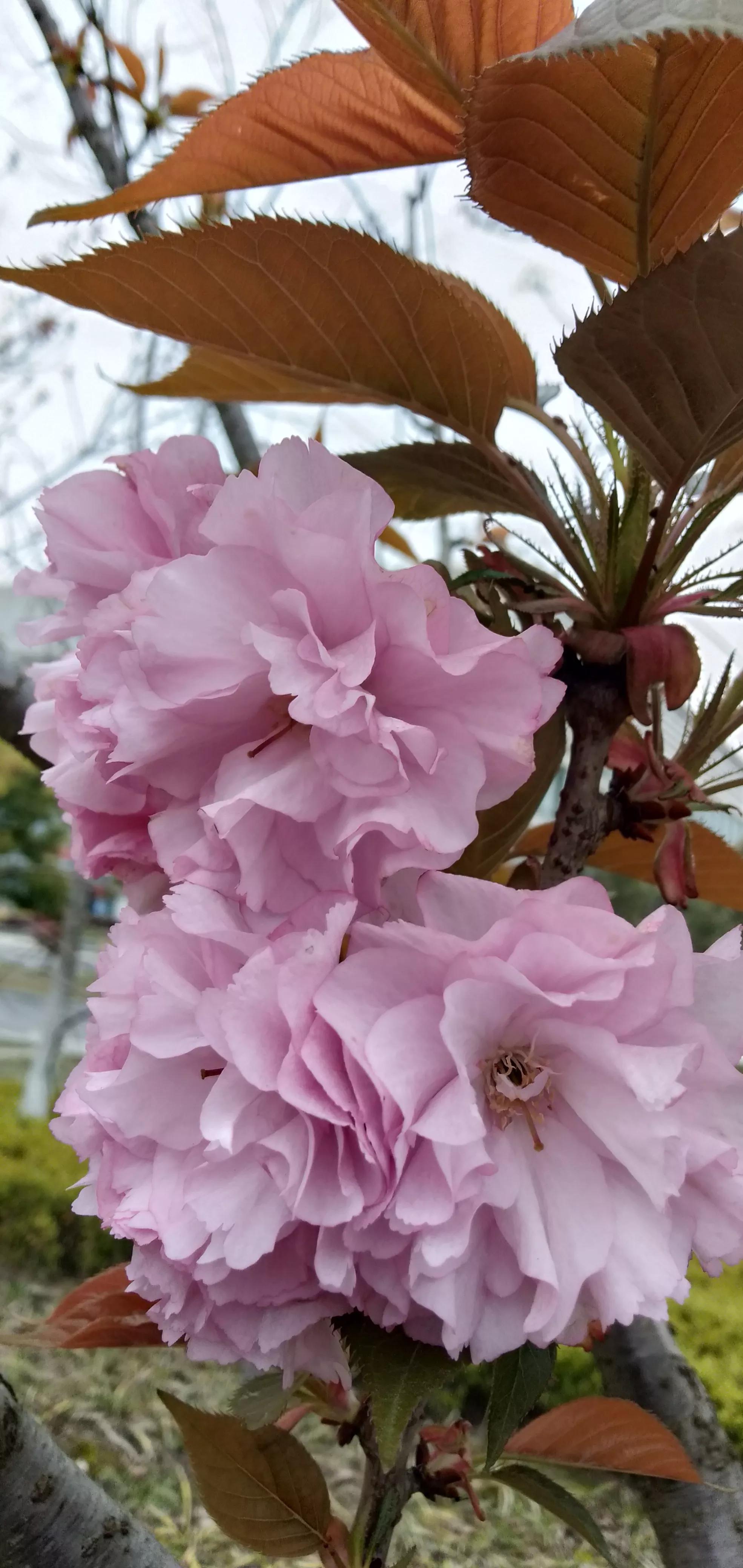 悲惨世界结局原文,悲惨世界结局冉阿让的独白