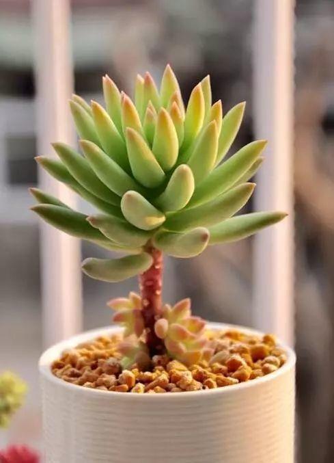 烂根的多肉可以用什么药,烂根的植物要挖出来吹干么