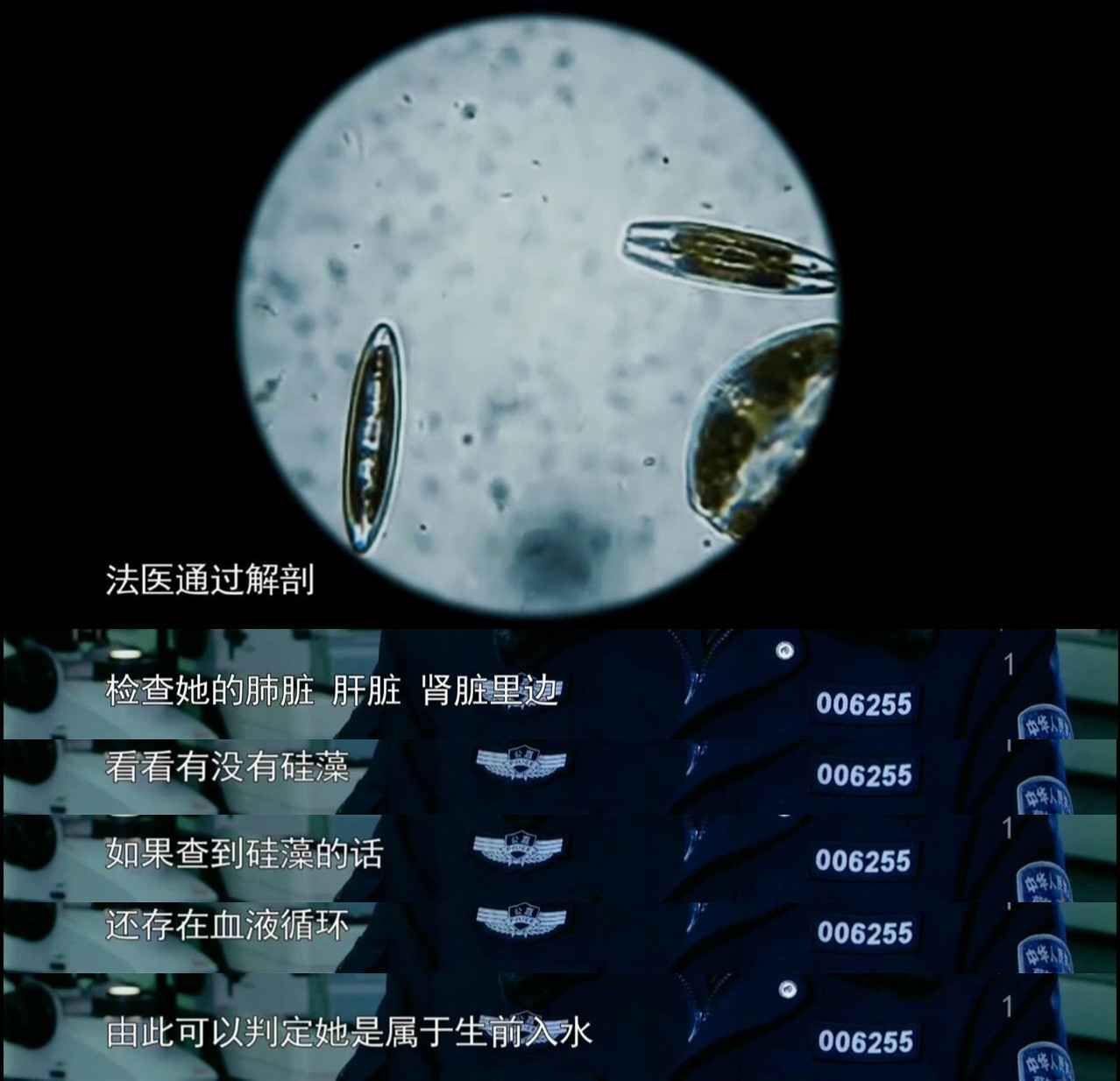 显微镜下的海洋生物,显微镜下的海洋