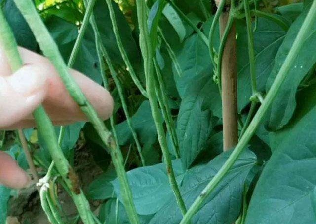 豆角钻心虫防治办法,豆角里面的钻心虫用什么药防治