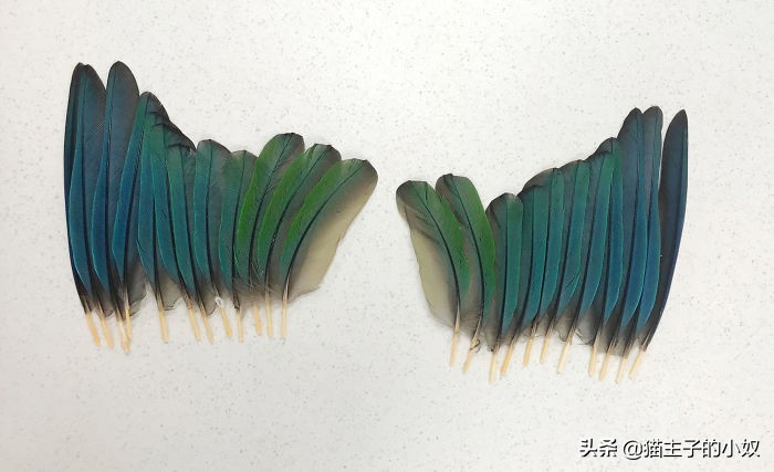 鹦鹉被主人剪断整个翅膀,鹦鹉被主人拔羽管