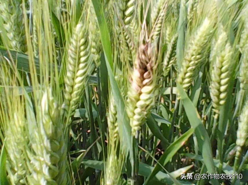 赤霉病在麦粒上的表现,小麦赤霉病麦粒什么样