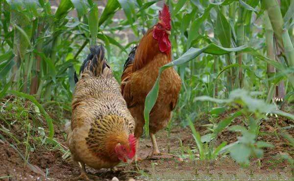 玉米地里散养鸡，不但玉米高产鸡还健壮，真是一举两得的好事啊！