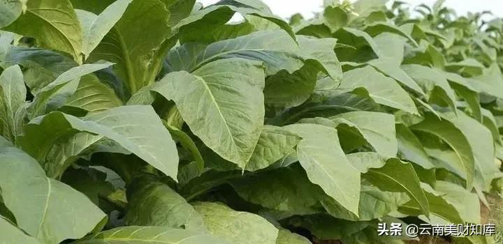 化肥生产企业经营情况最新,化肥企业增收不增利的原因