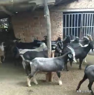 夏天养殖羊注意什么,夏天养羊的大忌