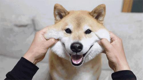 鑰佸璇磞ouare,澶栧浗浜鸿youareanimals