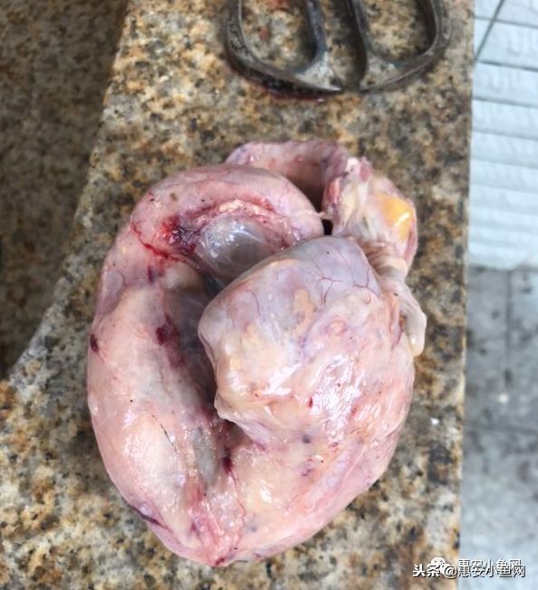 台商区|宰杀8斤老母鸡,肚内1斤“鸡宝”!能卖多少?