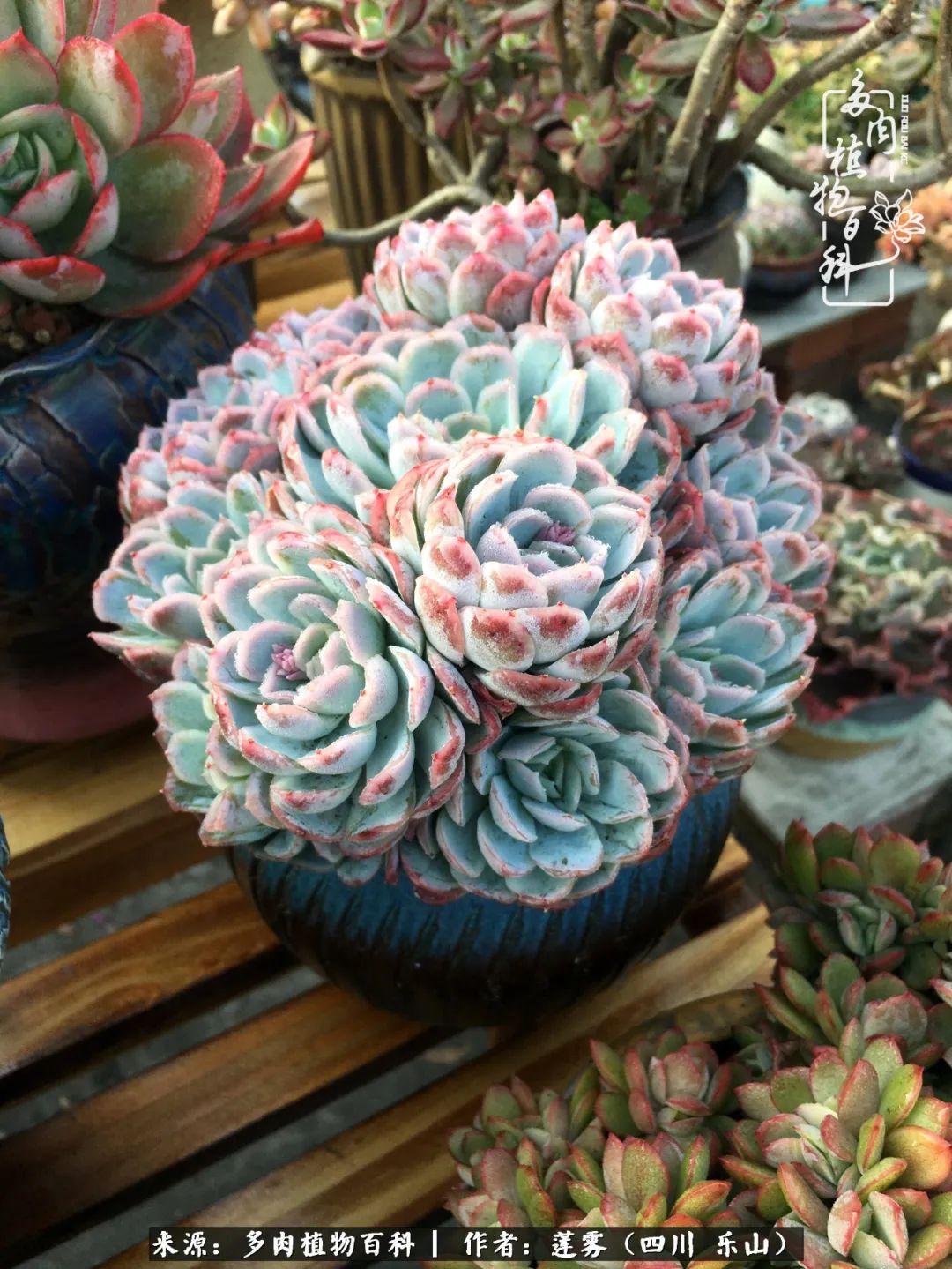 治愈系多肉精灵,初冬携一抹暖阳与多肉相伴