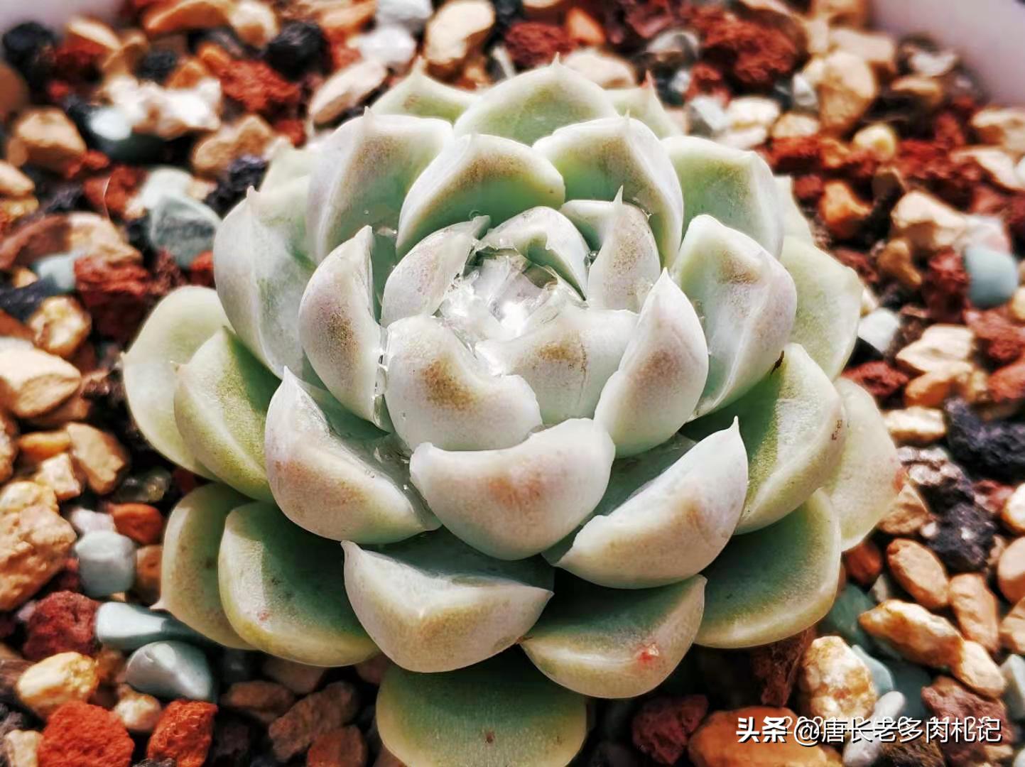 多肉叶插叶片看不到生长点,多肉叶插爆根没爆芽需要浇水吗