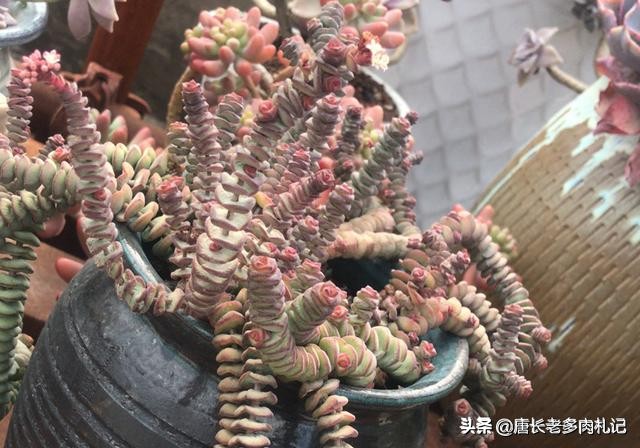 多肉植物钱串子开花吗怎么养,多肉钱串怎么养才能更美观