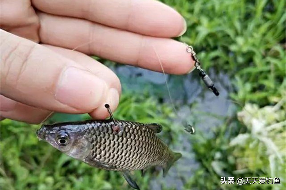 夏季高温麦穗鱼钓法,大麦穗鱼的最佳钓法