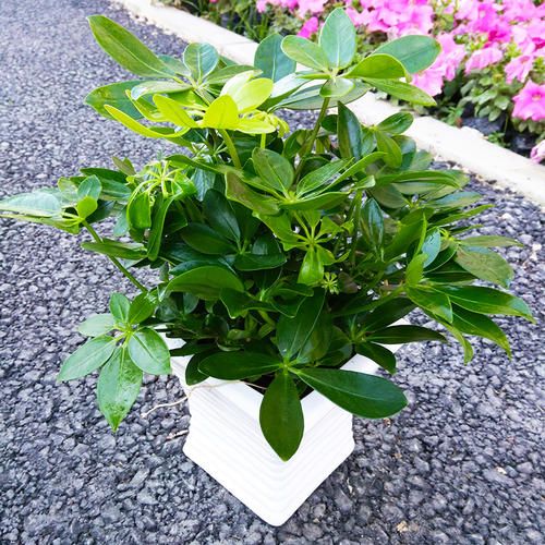 鸭掌木怎么养才开花,不会养花的人养什么绿植好