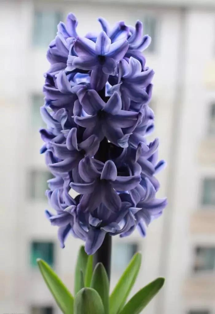 这4种花卉很漂亮花量大观赏度高,20种漂亮花好看不好养