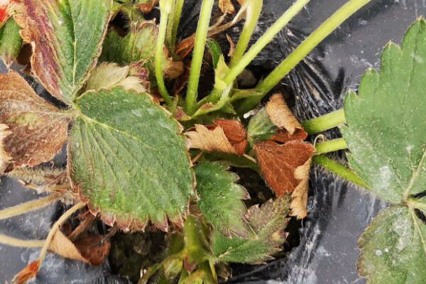 草莓移栽20天死苗是什么原因,草莓种一个月叶子枯死