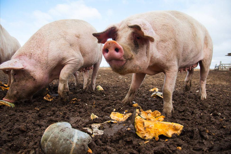 4月26日全国猪价行情播报今日猪价,猪价变天猪价上涨下一步行情预测