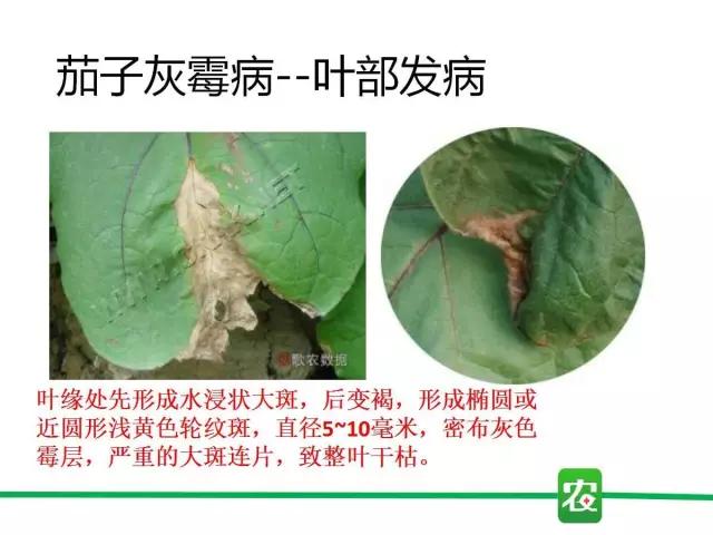 灰霉病视频图片,葡萄灰霉病和草莓灰霉病