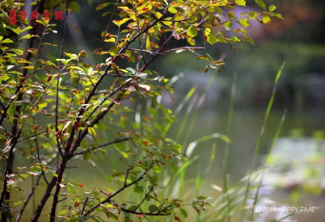 晋府壹号业主,星河晋府壹号业主感言