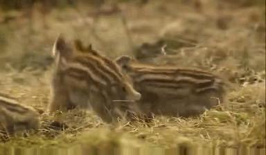 假期最值得看的四部纪录片,适合暑假看的5部神级纪录片