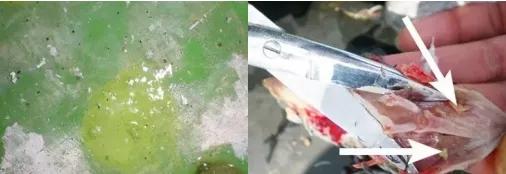 鸽子第一杀手—毛滴虫，在夏季如此猖獗，养鸽户们应该这样解决