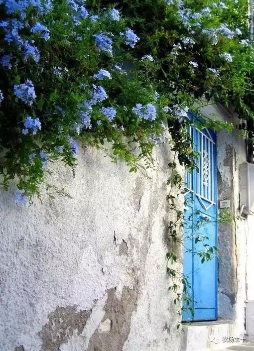 冬天院子里种什么,院子里种什么最好看