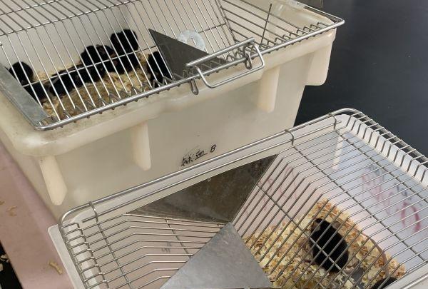 抑郁症的最新研究成功案例,抑郁症的最新研究成果