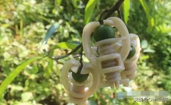 金刚菩提骗局大揭秘,金刚菩提骗局