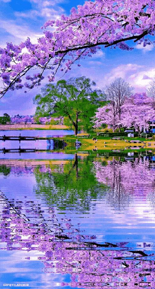 大自然山水花鸟大全,回归自然山水花鸟